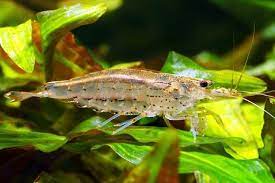 Solutions to algae-eating shrimp
